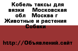 Кобель таксы для вязки! - Московская обл., Москва г. Животные и растения » Собаки   